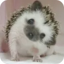 Hedgehogs