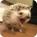 Стикер Hedgehogs