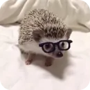Стикер Hedgehogs