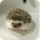 Стикер Hedgehogs