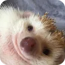 Стикер Hedgehogs