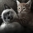 cats