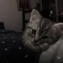 Стикер cats