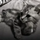 Стикер cats