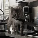 Стикер cats
