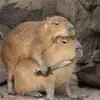 Capybara Are My Life
