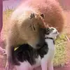 Стикер Capybara Are My Life