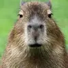Стикер Capybara Are My Life