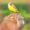 Стикер Capybara Are My Life