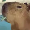 Стикер Capybara Are My Life
