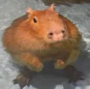 Стикер Капибары