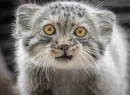 Manul