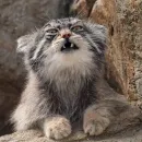 Стикер Manul