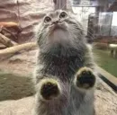 Стикер Manul