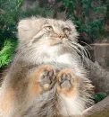 Стикер Manul