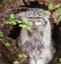 Стикер Manul