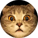 Котики и Кошечки 2