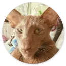 Стикер Котики и Кошечки 2