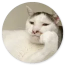 Стикер Котики и Кошечки 2