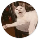 Стикер Котики и Кошечки 2