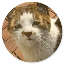 Стикер Котики и Кошечки 2