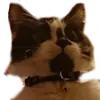 Catonios