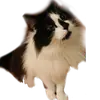Стикер Catonios