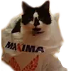 Стикер Catonios