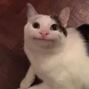 Cat Moods