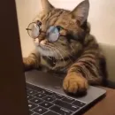 Стикер Cat Moods