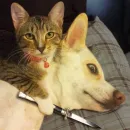 Стикер Cat Moods