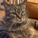 Стикер Cat Moods