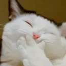 Стикер Cat Moods