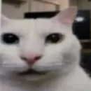 Стикер Silly cat