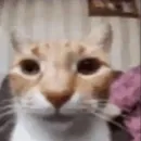 Стикер Silly cat