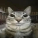 Стикер Silly cat