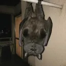 Стикер Котики