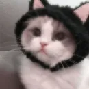 Ꮶᴏᴛиᴋи