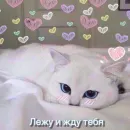 Стикер Ꮶᴏᴛиᴋи