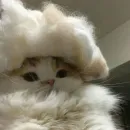 Стикер Ꮶᴏᴛиᴋи