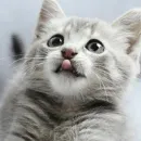 Стикер CATS