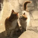 Стикер CATS