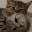 Стикер CATS
