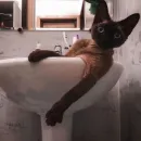 Стикер CATS