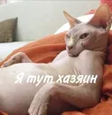 Стикер котики