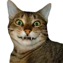 Стикер Cats