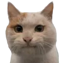 Стикер Cats