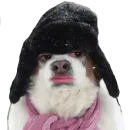 Стикер Cats