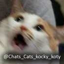 Cats meme