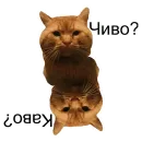 Стикер Cats meme